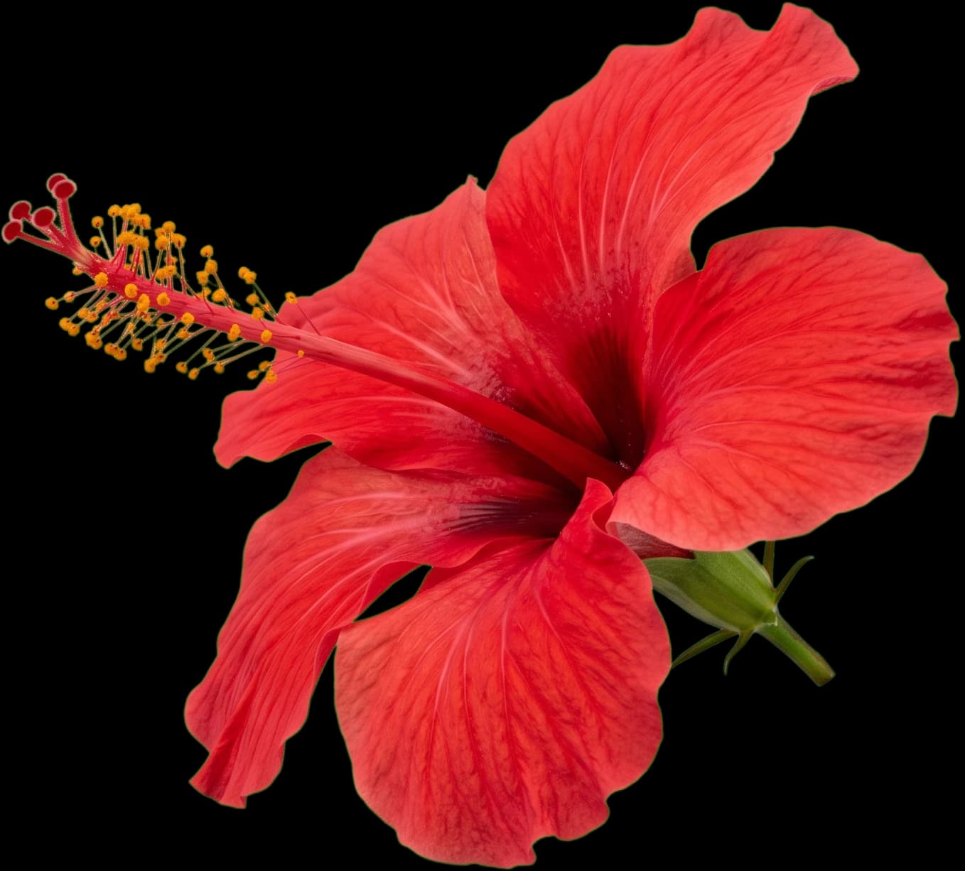 Flor de hibisco roja