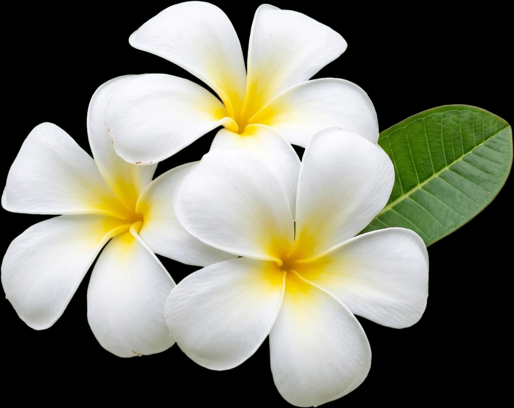 Flores blancas de plumeria