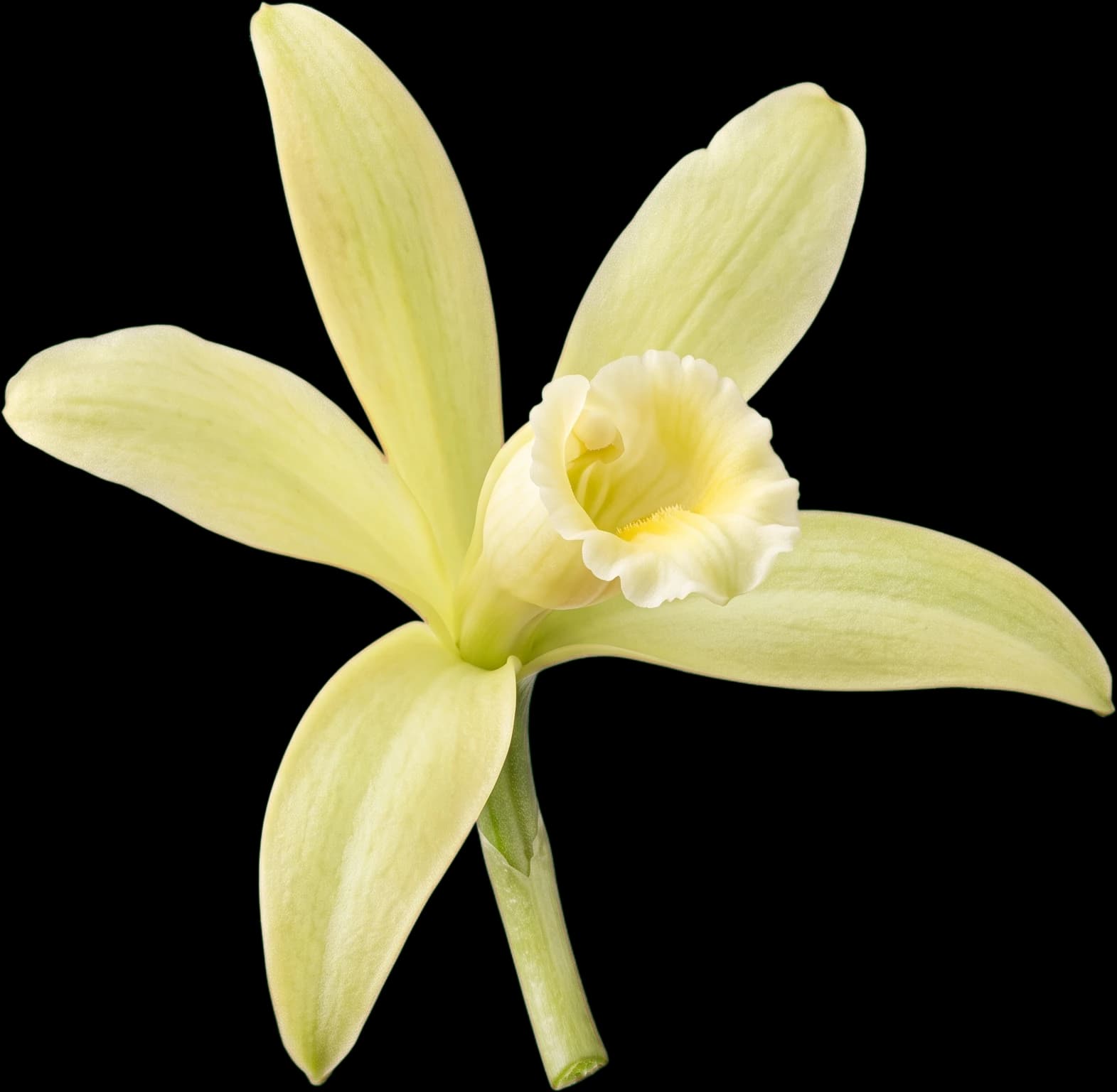Flor de vainilla
